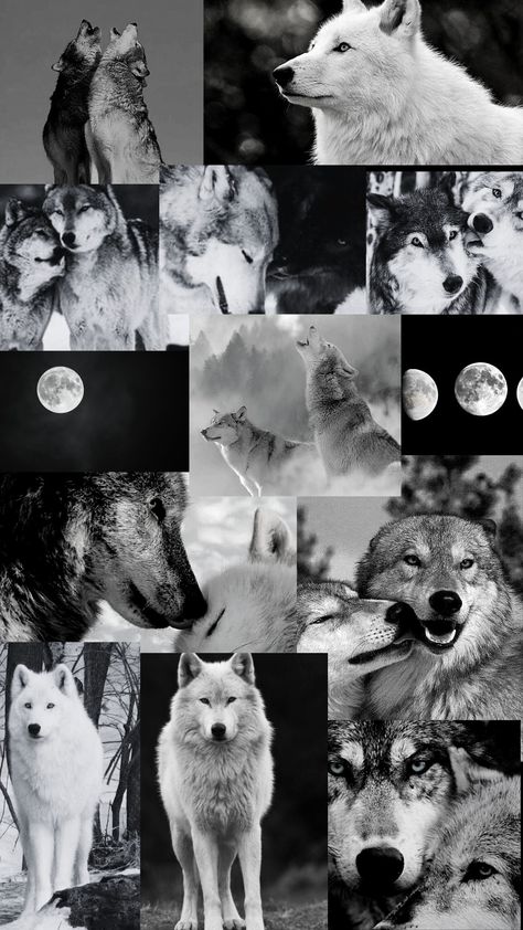 Wolf Collage Wallpaper, Wolfs Aesthetic, White Wolf Aesthetic, White Wolf Wallpaper, Black Wolf Wallpaper, Wolves Wallpaper Backgrounds, Wolf Collage, Wolves Wallpaper, Wallpaper Wolf