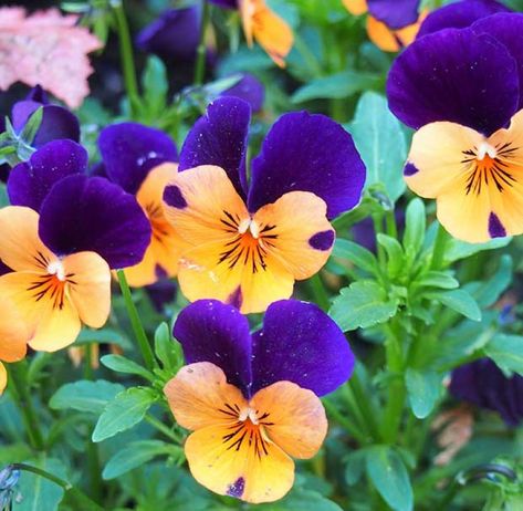 Buy, VIOLA cornuta - Johnny Jump Up Helen Mount, seed | Australian Seed Flowering Kale, Johnny Jump Up, Asparagus Beans, African Plants, Globe Amaranth, Bonsai Seeds, Succulent Seeds, Paper Daisy, Wild Garden