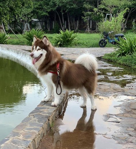 Brown Husky Puppy, Husky Brown, Corgi Poodle, Alaskan Malamute Puppies, Malamute Husky, Malamute Puppies, Police Dog, Very Cute Dogs, A Husky