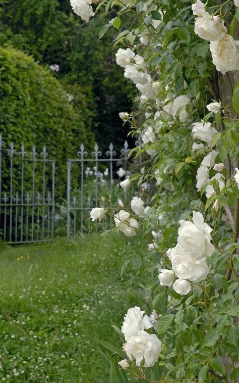 Roses Growing, Moon Garden, Pallet Garden, The Secret Garden, Romantic Garden, Climbing Roses, White Gardens, Deco Floral, Green Garden