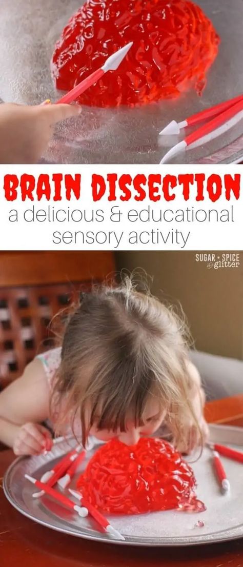 Brain Dissection, Jello Brain, Kindergarten Sensory, Sensory Play Recipes, Body Preschool, Brain Craft, Human Body Activities, About Teachers, Homemade Playdough Recipe