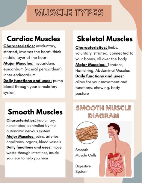 Muscle Anatomy And Physiology, Mnemonics For Muscles, Muscleskeletal System, Muscle Types Anatomy, Muscle Notes Anatomy, Muscle Physiology, Muscle System Anatomy, Muscle Types, Cardiac Muscle