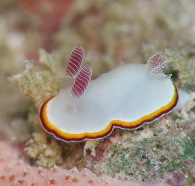 Sea Bunny, Beautiful Sea Creatures, Sea Slug, Underwater Creatures, Aquatic Animals, Pretty Animals, Slug, Marine Animals, Ocean Creatures