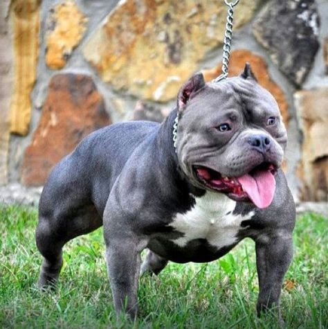 american bully Stud Pictures, Bully Blue, Bully Pit, American Bullies, Bully Dogs, Bully Breeds Dogs, Bully Breed, Ugly Dogs, Pitt Bull