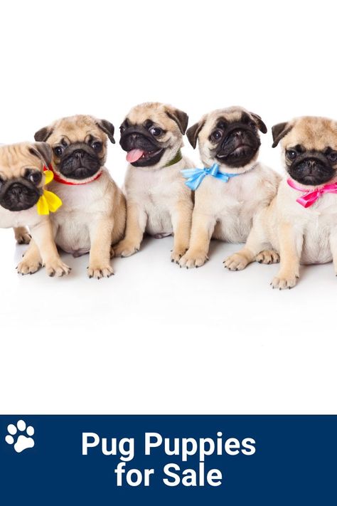 Baby Pugs For Sale, Pugs For Sale, Teacup Pug, Puggle Puppies, Pug Puppies For Sale, Baby Pugs, Pug Puppies, I Am Here, Pug Dog