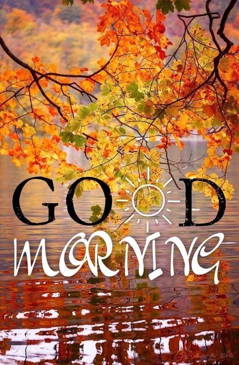 Good Morning Fall, Good Morning Nature Images, Good Morning Sun, Latest Good Morning Images, Latest Good Morning, Good Morning Nature, Good Morning Beautiful Flowers, Good Morning Wallpaper, Good Morning Beautiful Pictures