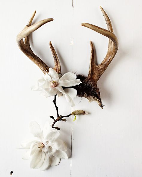 #ANTLERS Decorating With Antlers, Deer Antler Decor, Deer Horns, Antler Wall, Antler Art, Deer Horn, Deer Antlers, How To Decorate, Home Improvement Projects