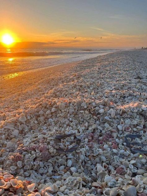 Sanibel Island Beaches, Sanibel Island Florida, Sanibel Island, Gulf Of Mexico, Real Photos, Geography, Sea Shells, Shells, Florida