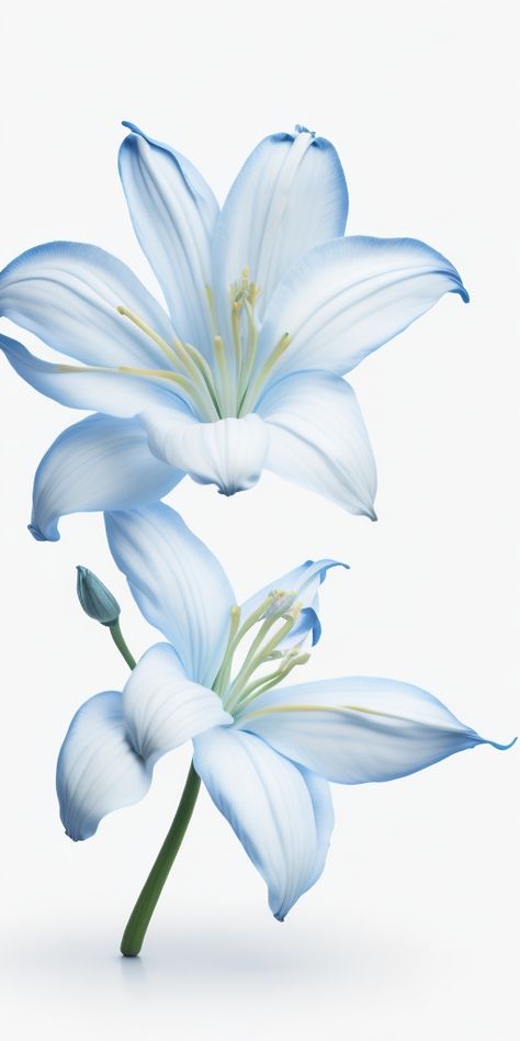 Blue Lilies Flower, Blue Lillie’s, Blue Flower White Background, Blue Flowers Aesthetic, Lily Background, Flores Wallpaper, Blue Lilies, Blue Lilly, Lilies Drawing