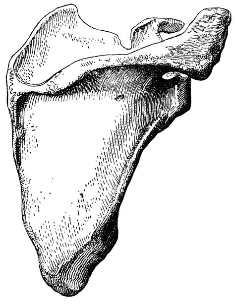 Skeletal Drawing, Scapula Bone, Bone Drawing, Human Skeleton Anatomy, Inktober Ideas, Anatomy Bones, Skeleton Anatomy, Human Bones, Dental Art