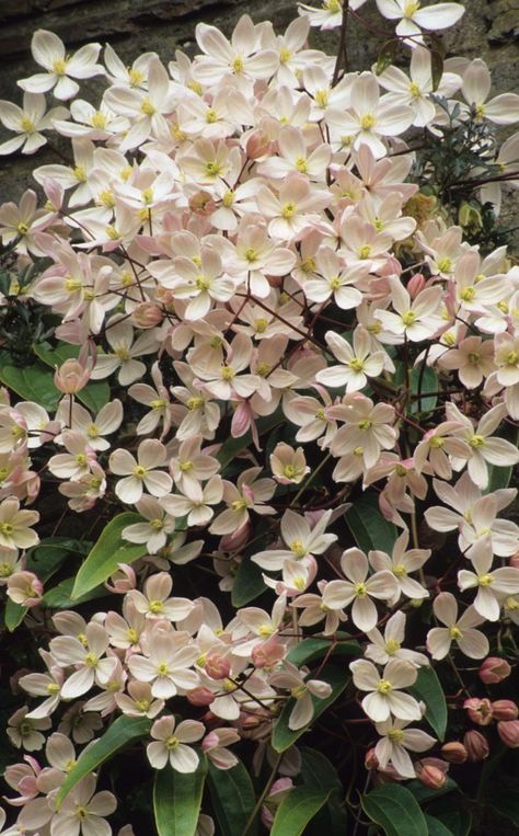 Clematis 'Apple blossom'                US Zones 6-9 Clematis Armandii, Climbing Clematis, Scented Flowers, Clematis Plants, Clematis Vine, Bonsai Flower, Pink Vanilla, Garden Vines, Have Inspiration