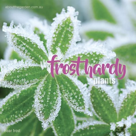 Frost Tolerant Plants Australia, Frost Resistant Plants, Garden Border Plants, Flower Planting Guide, Plants And Gardening, Garden Magazine, Planting Guide, Tree Garden, Border Plants