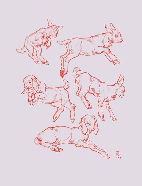 Goat Anatomy Drawing, Goat Reference Drawing, Lamb Anatomy, Goat Reference, Goat Sketch, Jaw Cooper, Goat Drawing, Lamb Drawing, Goat Illustration