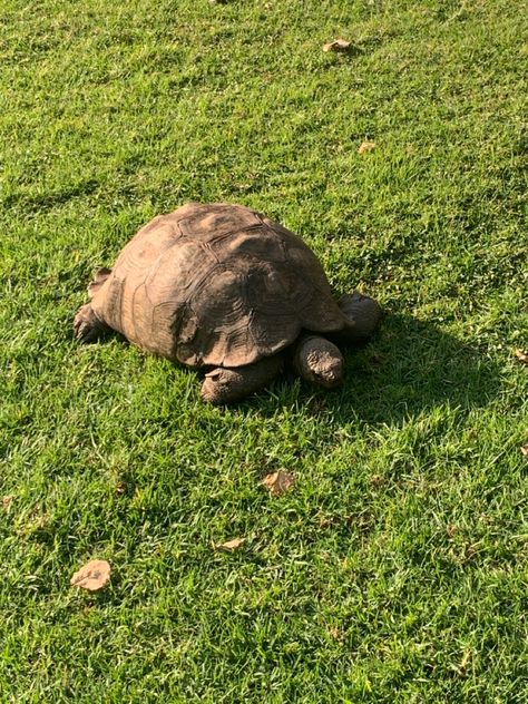 Botanical Garden, Botanical Gardens, Tortoise, Animals