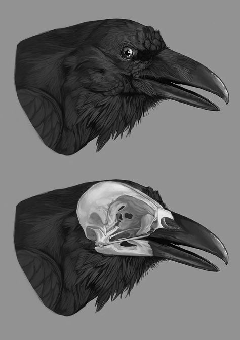 Skull Anatomy, Crow Skull, Bird Skull, The Raven, A Skull, Crows, Anatomy, Deviantart, White