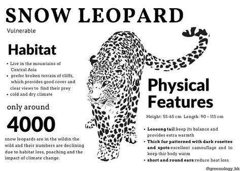 Today is the International Snow Leopard Day!!!!! The snow leopard species faces the threat of extinction.There are only 4000 snow leopards left in the wild, and their numbers are declining due to habitat loss,🌞 poaching and the impact of climate change.See how climate change affects the population of snow Leopard in our website Leopard Species, Snow Leapords, Snow Leopard Oc, Rwby Symbols, Snow Leopard Habitat, Leopard Craft, Snow Leopard Art, Anime References, Leopard Art