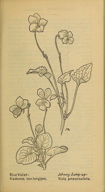 Stary Papier, Image Flower, Violet Tattoo, Johnny Jump Up, Flower Tattoo Drawings, Western Wild, Drawing Flowers, Flowers Botanical, Flower Sketches