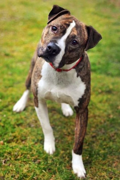 Boxer Dog Mixes: 18 Different Boxer Crossbreeds (With Pictures) Pitbull Boxer Mix, Bull Boxer, American Pitbull, Boxer Mix, Dog Mixes, Pit Bull Terrier Mix, Bull Terrier Mix, American Staffordshire Terrier, American Staffordshire