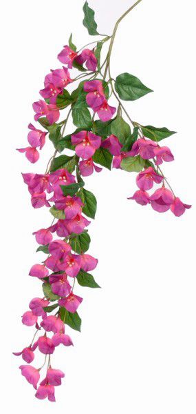 Bougainvillea Line Drawing, Bogenvilla Flower Painting, Bourgainvilier Flower Tattoo, Buganvilla Painting, Bougainvillea Tattoo Design, Bougainvillea Flower Tattoo, Boganvillia Aesthetic, Bouganvilla Aesthetic, Bougainvillea Drawing