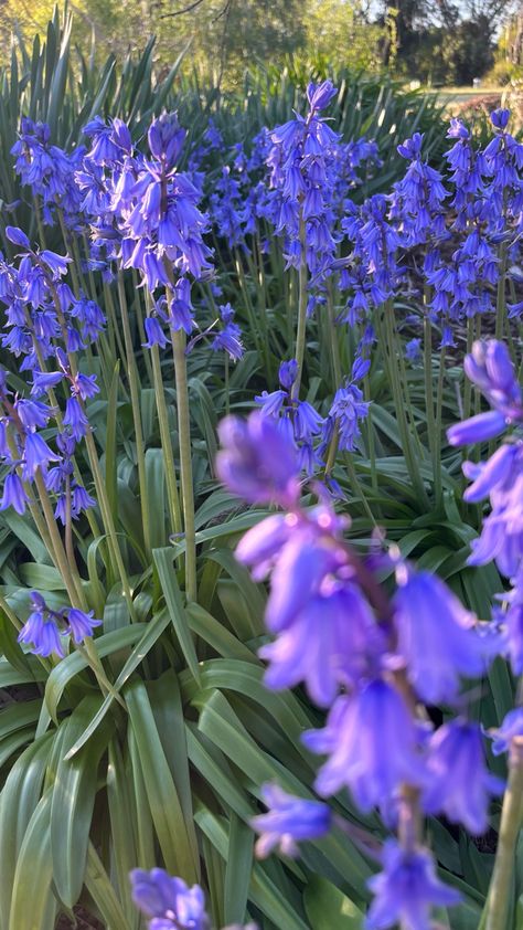 Bluebell Flowers, Bluebell Flower, Bluebells Aesthetic, Bluebell Photography, Blue Bell Flowers Aesthetic, Biomes Project, Bluebell Woodland, Bluebell Woods Photography, Blue Bell Flowers