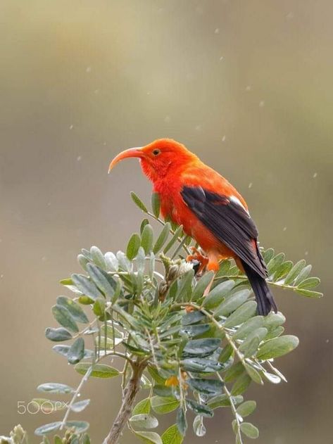 The ʻiʻiwi scarlet honeycreeper is a species of Hawaiian honeycreeper. Engagement Activities, In The Rain, The Rain, Scarlet, Birds, Animals