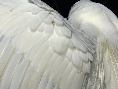 Wings Aesthetic, Great Egret, Everglades National Park, Angel Aesthetic, Swan Lake, Fallen Angel, White Aesthetic, Canvas Paintings, Find Art