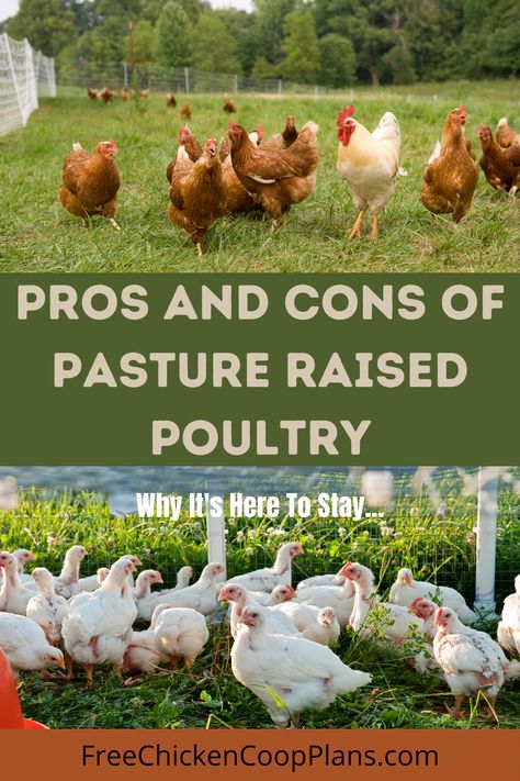 Pasture Chicken Coop, Benefits Of Having Chickens, Pasture Raised Chickens, Pasture Chickens, Ancestral Kitchen, Chicken Pasture, Homestead Planning, Raising Meat Chickens, Chicken Facts