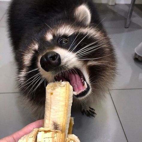 💎BEST RACCOON CLUB💎 on Instagram: “Share the page with your friends 🙏 👇 🦝 🦝 🦝 👆 💎Follows : @best.raccoon.club . . . 🔘Like 🔘 Comments 🔘 Tag your friend 🔘Partage ✌ . . . ♨️…” What Animals Eat, Racoon Funny, Elephant Eating, Animal Eating, Raccoon Art, Pet Raccoon, Baby Raccoon, Eating Bananas, Rabbit Eating