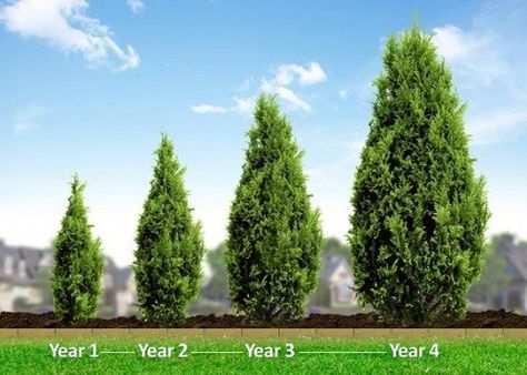 You can see from this photograph what your Leyland cypress tree could look like in only a few short years of growth. Leyland Cypress Trees, Privacy Landscaping Backyard, Hedge Trees, Thuja Green Giant, Emerald Green Arborvitae, Leyland Cypress, Evergreen Hedge, Privacy Trees, Backyard Trees