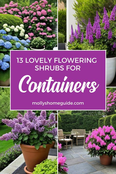 Looking to add color and beauty to your patio or garden? These best flowering shrubs for pots and containers are the perfect choice! Whether you have a small space or simply prefer container gardening, these easy-to-grow shrubs are sure to brighten up your outdoor area. From compact or dwarf varieties to evergreen options, there's something for everyone. Discover the best perennial plants that thrive in containers and enjoy year-round blooms right at your fingertips. Container Plants Full Sun, Shrubs For Containers, Daphne Shrub, Full Sun Container Plants, Types Of Shrubs, Best Perennials, Container Gardening Flowers, Perennial Shrubs, Butterfly Bush