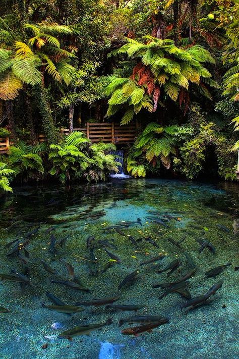 Kolam Koi, Fish Ponds, Ponds Backyard, Garden Pond, Fish Pond, Koi Pond, The Pond, Alam Yang Indah, Nature Aesthetic