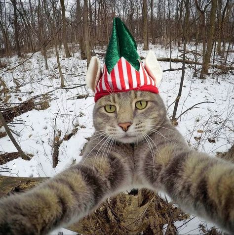 Christmas Profile Pictures, Selfie Cat, Elf Cat, Cat Selfie, Cat Photos, Cat Icon, Instagram Funny, Funny Cute Cats, Beautiful Cat