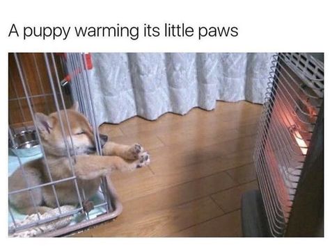 Animals Memes, Funny Dog Memes, Baby Animals Funny, Funny Animal Memes, Animal Jokes, Cute Animal Pictures, Trendy Baby, A Puppy, Cute Creatures