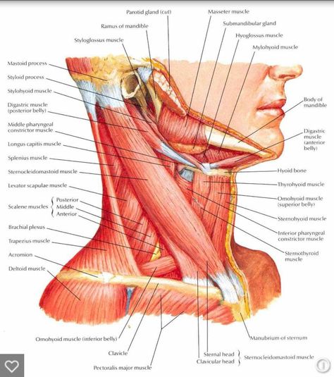 Neck Muscle Anatomy, Anatomy Head, Muscle Diagram, Head Muscles, Muscles Of The Neck, Gross Anatomy, Yoga Anatomy, Muscular System, Muscle Anatomy