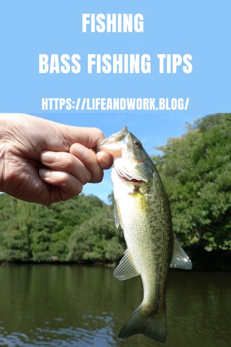 Bass Fishing Tips Bass Tips, Crappie Bait, Largemouth Bass Fishing, Trout Fishing Tips, Fall Fishing, Fishing Kayak, Bass Fishing Tips, Smallmouth Bass, Bass Boat