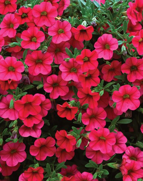 Million Bells® Trailing Magenta - Calibrachoa hybrid Million Bells, Hanging Plants Diy, Texas Farm, Farm Family, Flowers Images, Flower Farmer, Pink Plant, Proven Winners, Trailing Plants