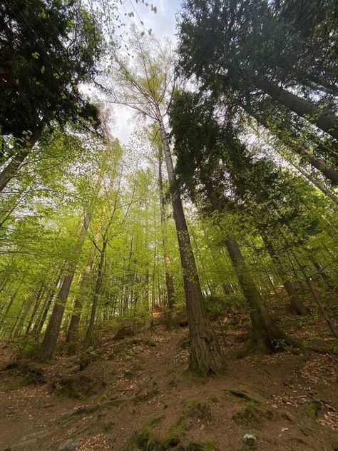 Trees Looking Up Perspective, Forest Reference Photo, Forest Perspective, Trees Perspective, Tree Perspective, Perspective Grids, Real Landscapes, Composition Examples, Perspective Pictures