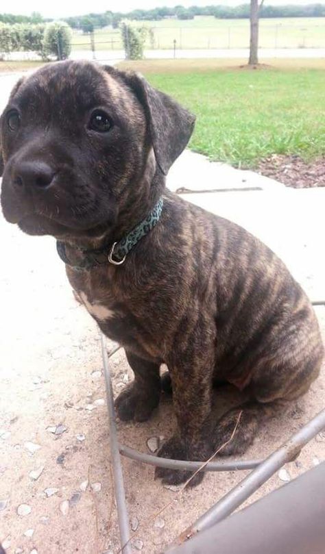 Brindle Pitbull Puppy, Boxer And Pitbull Mix Dogs, Mixed Pitbulls, Pitbull Lab Mix Dog, Pit Bull Mix Puppies, Lab Pitbull Mix Puppy, Boxer Lab Mix Puppies, Brindle Mastiff, Brindle Pitbull