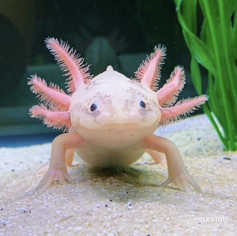 Aesthetic Axolotl, Axolotl Aesthetic, Axolotl Oc, Axolotl Wallpaper, Axolotl Tattoo, Axolotl Care, Axolotl Art, Cute Animal Tattoos, Axolotl Cute