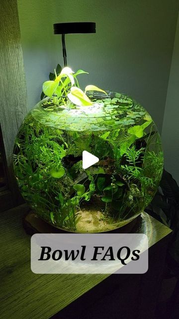 Large Fish Bowl Decor Ideas, Planted Fish Bowl, Water Lettuce, Java Fern, Profile Light, Fish Eyes, Sand Filter, Floating Plants, Fish Bowl