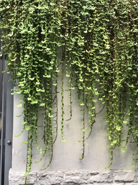 Pergola With Greenery, Creeping Ivy Wall, Hanging Ivy Wall, Exterior Ivy Wall, Ivy Growing On Walls, Climbing Plants Brick Wall, Ivy On Concrete Wall, Wall Climbing Plants, Creeping Vines