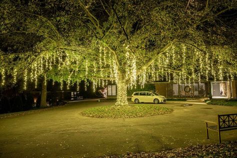 Spanish Moss Lights in Nashville Oak Tree Oak Tree With Lights, Lights In Oak Trees, Prom 2023 Ideas, Christmas Yard Lights, Gothic Forest Wedding, Spanish Moss Wedding, Hanging Tree Lights, Moss Christmas, Spanish Moss Trees