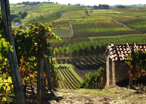 Barbera d’Asti DOCG: The Rare Red Wine of Piedmont | Wine Enthusiast Magazine Grape Picking, Truffle Hunting, Wine Magazine, Italy Wine, Wine Sale, Wine Guide, Wine Delivery, Wine Country California, Visit California