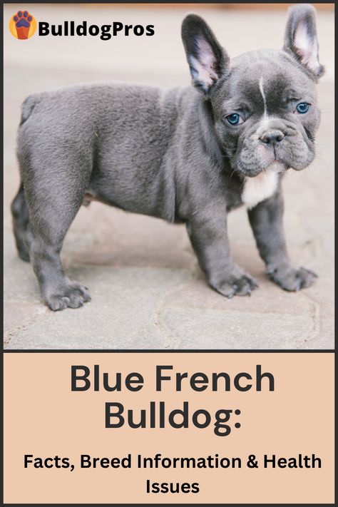 Blue French Bulldog Is The Perfect Guide For Anyone Who Is Looking To Learn More About The History, Coloring, Personality & Health Issues of the Blue Frenchie. Blue French Bulldog, Blue Bulldog, Blue Frenchie, French Bulldog Facts, Bulldog Breeds, Blue French, French Blue, Health Issues, The History