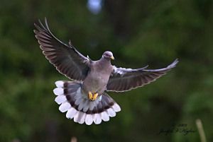 Band-tailed Pigeon Band Tailed Pigeon, Passenger Pigeon, Pigeon Breeds, Dove Bird, The Dove, Big Bend, Creature Feature, In Flight, Bird Watching