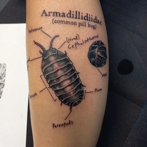 Termite Tattoo, Anomalocaris Tattoo, Roadkill Tattoo, Knee Bug Tattoo, Earthworm Tattoo, Pillbug Tattoo, Zoology Tattoo, Entomology Tattoo, Potato Bug Tattoo