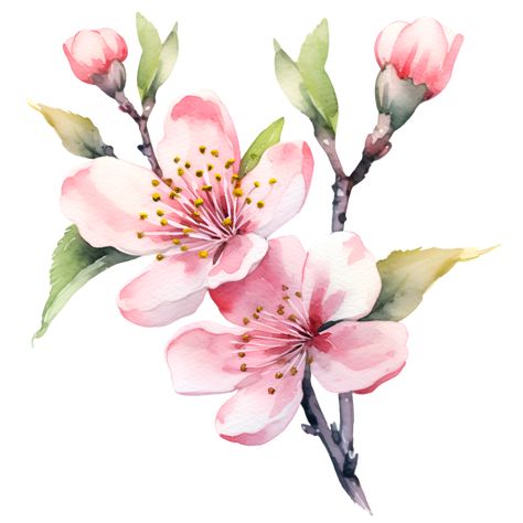 Cherry Blossom Flowers Watercolor Clipart AI Generated Blossom Watercolor, Cherry Blossom Watercolor, Cherry Blossoms Illustration, Blossom Branch, Cherry Blossom Branch, Watercolor Lessons, Diy Watercolor Painting, Cherry Blossom Flowers, Flowers Watercolor