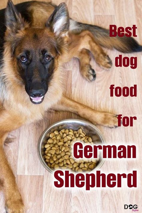 Best dog food for german shepherd Best Food For German Shepherds, German Shepherd Food, King German Shepherd, Cat Video Funny, Funny Dog And Cat, German Shepherd Care, Purebred German Shepherd, German Shepherd Facts, German Shepherd Puppies Training