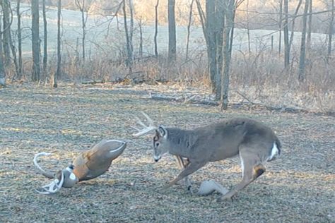 When the rut is still going, not much gets a big buck riled up quite like a decoy. In fact, deployed at the right time, a whitetail decoy will sometimes be more effective than any other method out there for getting a big buck to drop his guard. Case in point is the amazing trail […] The post Big Buck Falls for Decoy Three Times, Reacts Differently Each Time appeared first on Wide Open Spaces. Big Whitetail Bucks, Big Buck, Big Deer, Whitetail Bucks, Wide Open Spaces, Big Bucks, White Tail, Open Spaces, Right Time