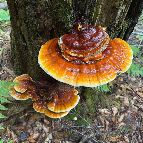 How to Grow, Find, and Use Reishi Mushrooms Wild Mushrooms Identification, Reishi Mushroom Recipe, Harvesting Mushrooms, Mushroom Guide, Reishi Mushrooms, Mushroom Broth, Mushroom Cultivation, Reishi Mushroom, Paper Mache Crafts